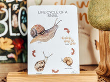 Load image into Gallery viewer, LIFECYCLE OF A SNAIL CARDS
