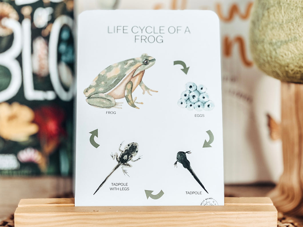 LIFE CYCLE OF A FROG CARDS